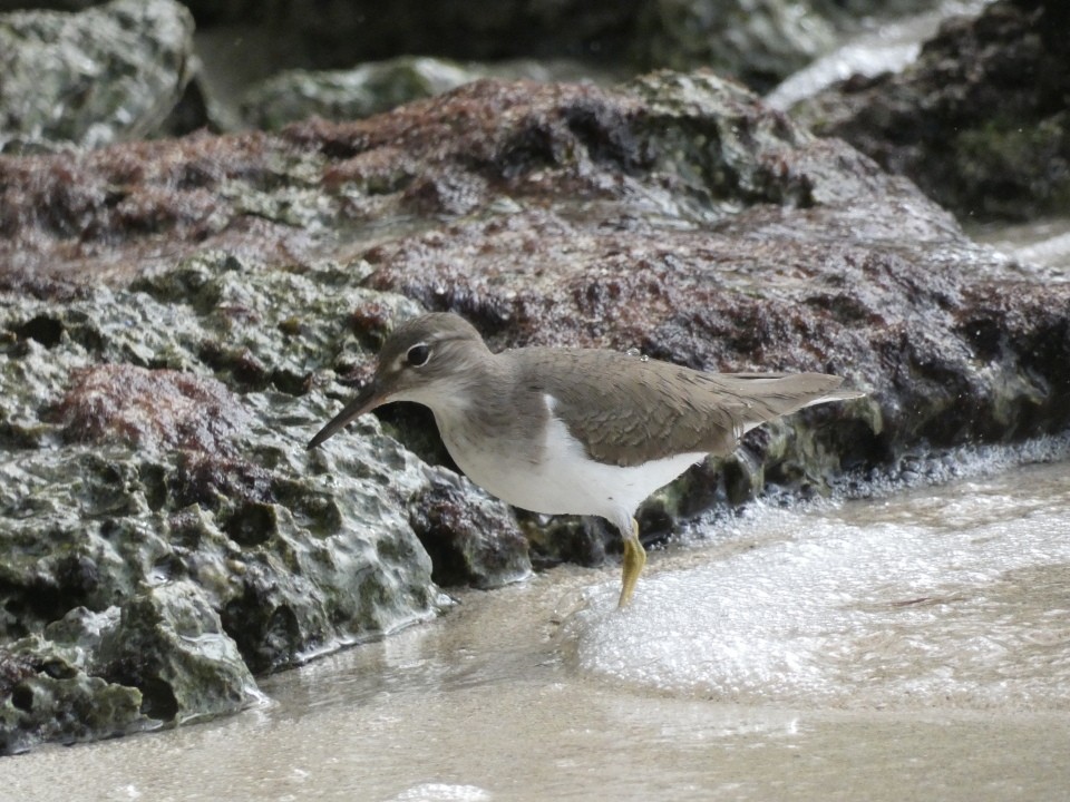 Spotted Sandpiper - ML640611615