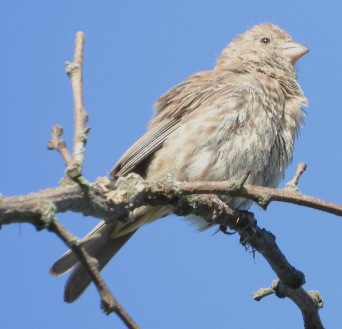 House Finch - ML640611618