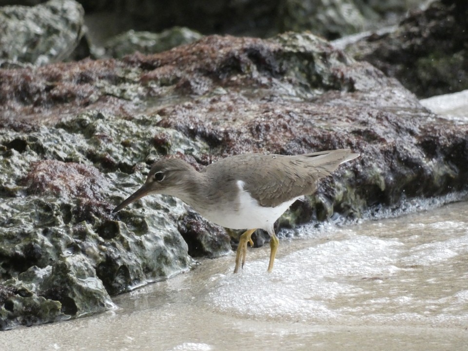Spotted Sandpiper - ML640611620