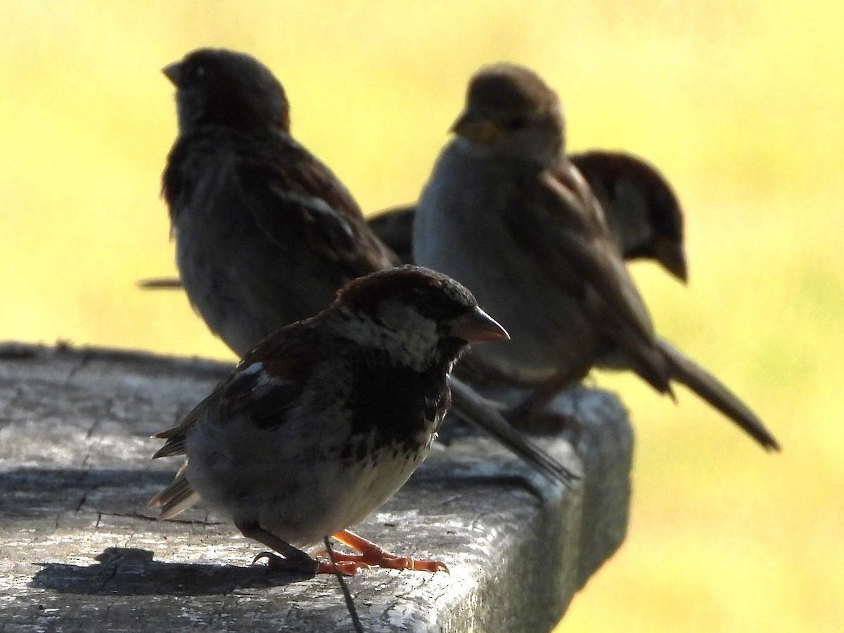 House Sparrow - ML640611621