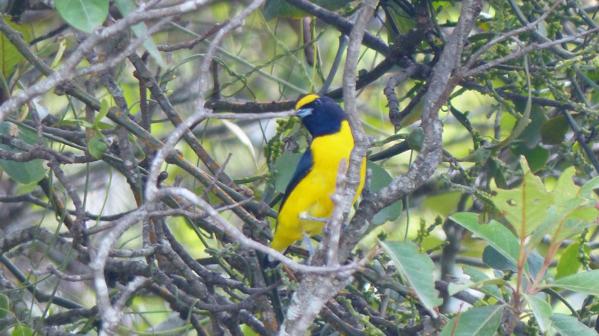 Scrub Euphonia - ML640611625