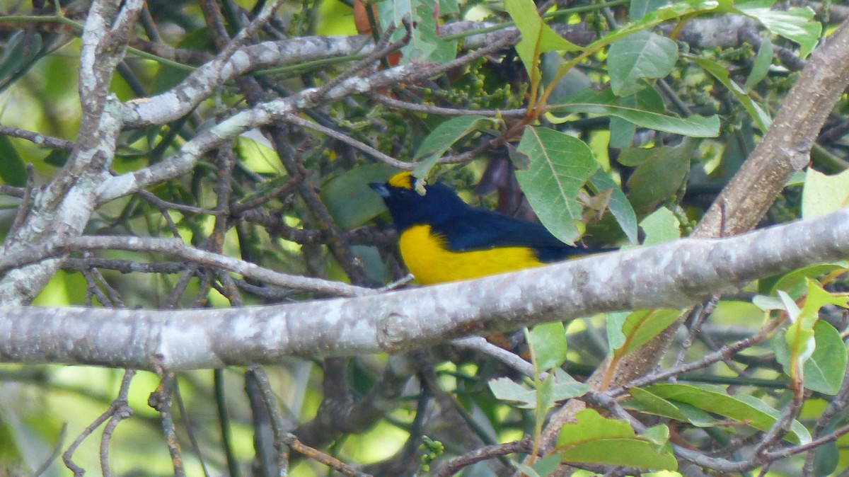Scrub Euphonia - ML640611626
