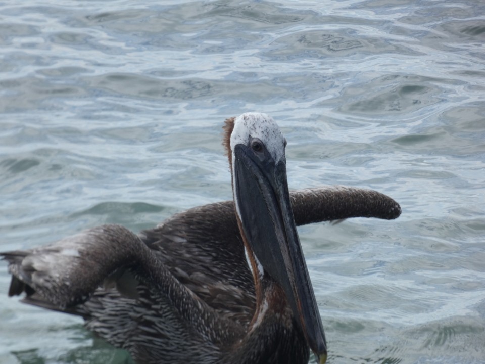 Brown Pelican (Atlantic) - ML640611627