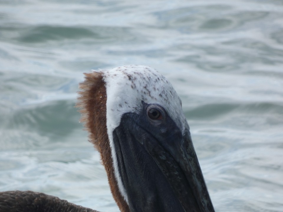 Brown Pelican (Atlantic) - ML640611628