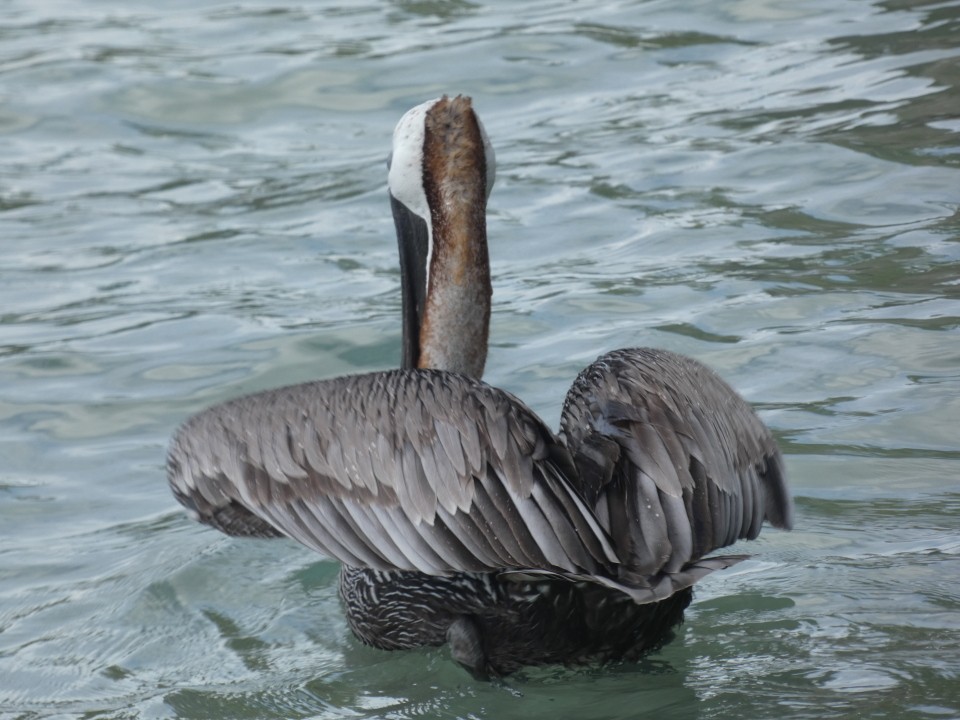 Brown Pelican (Atlantic) - ML640611631