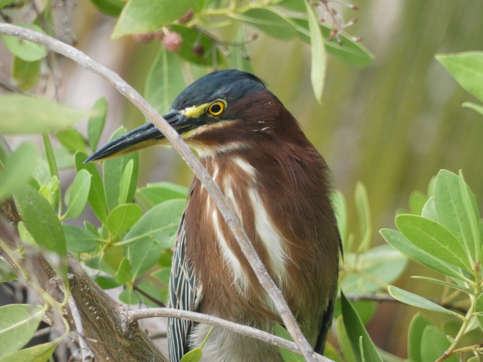 Green Heron - ML640611632