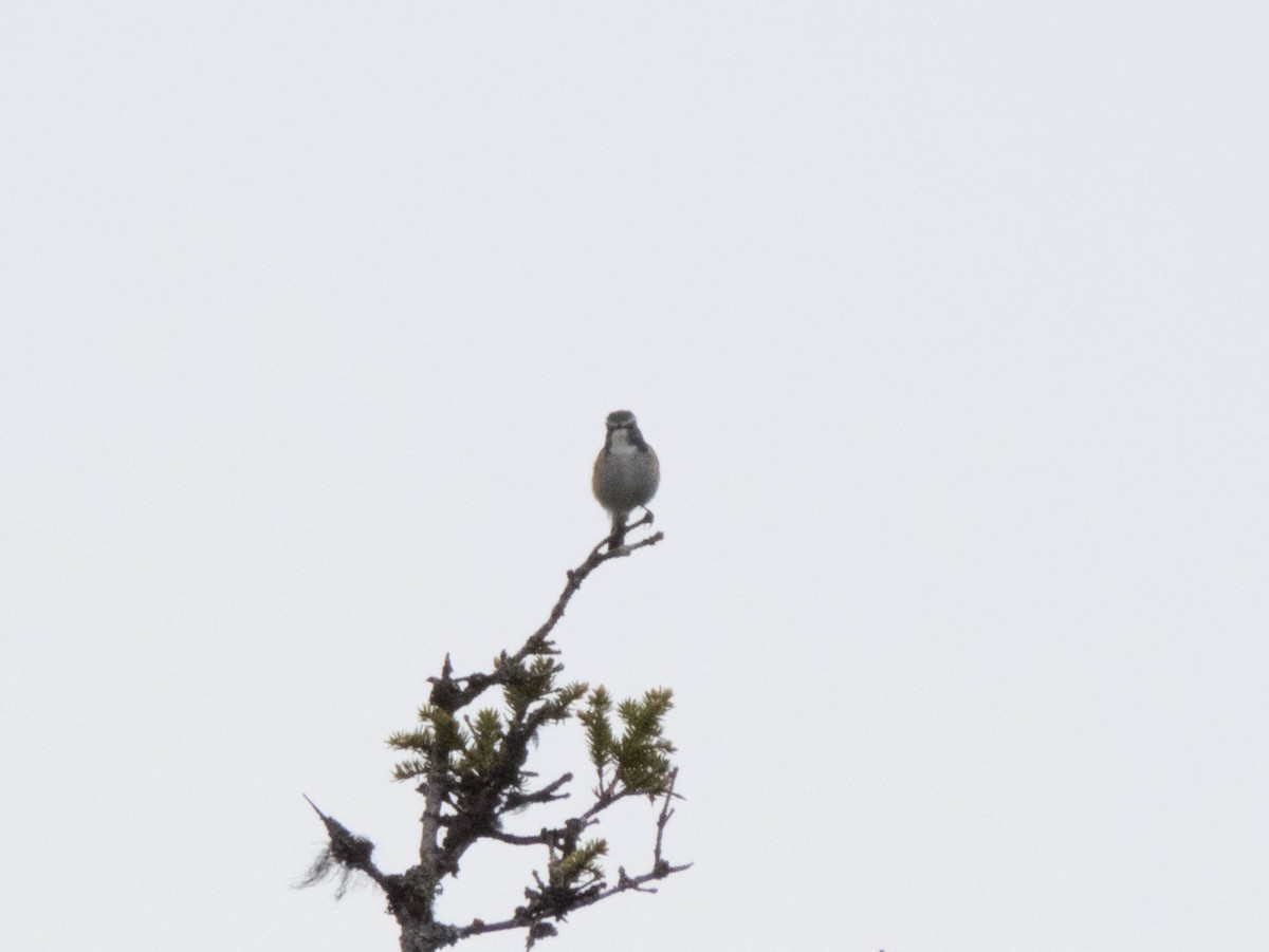 blåstjert - ML640611633