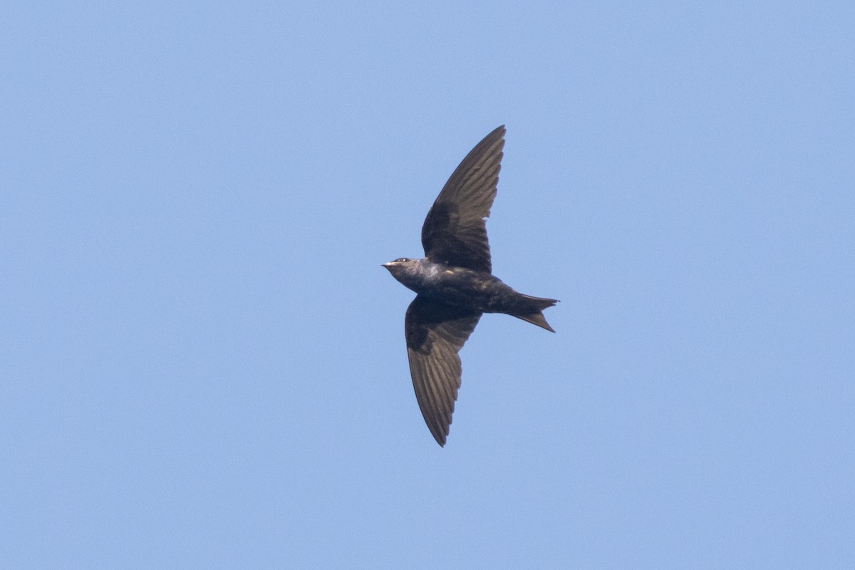 Purple Martin - ML640611636