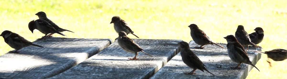 House Sparrow - ML640611639