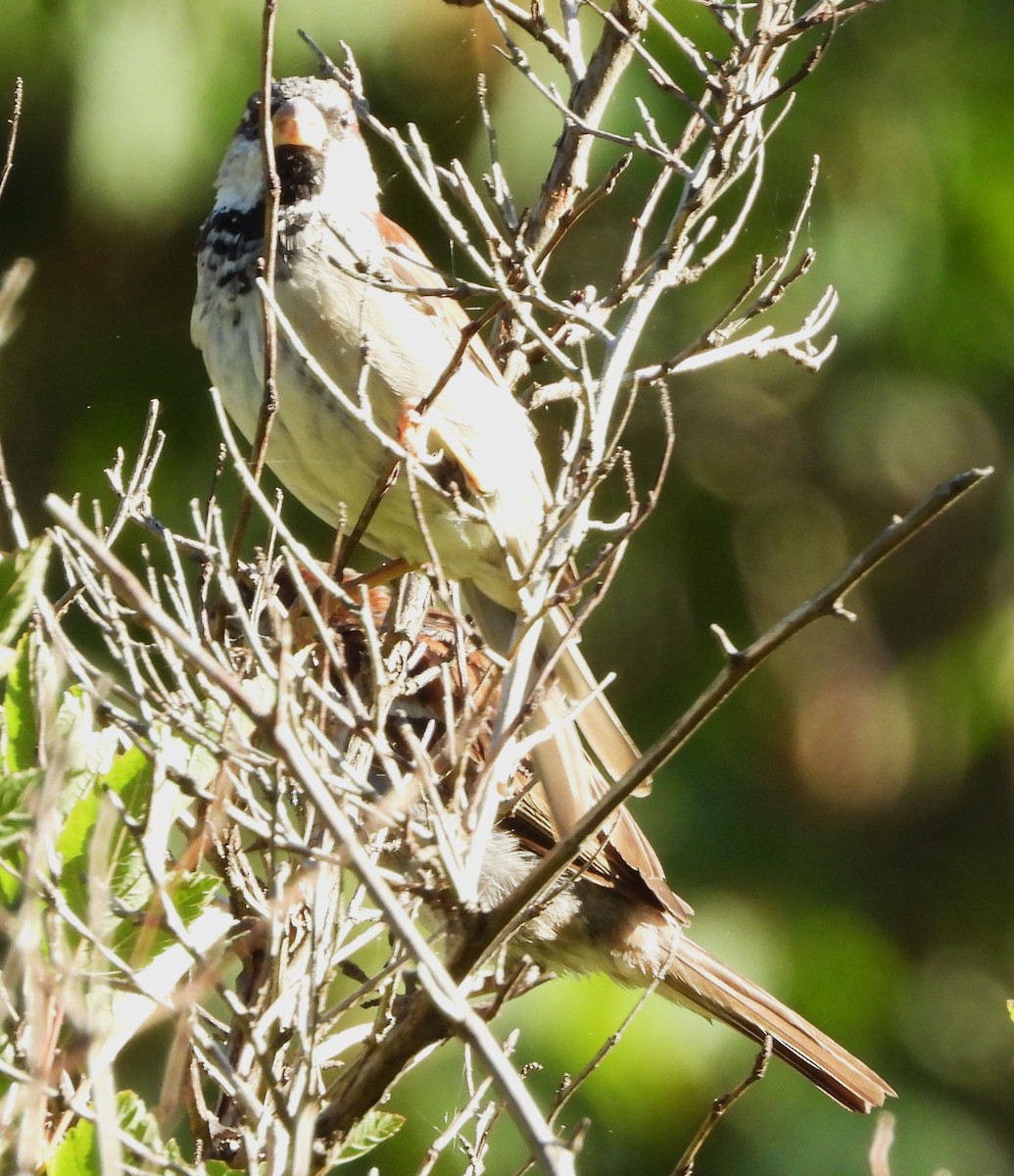House Sparrow - ML640611640