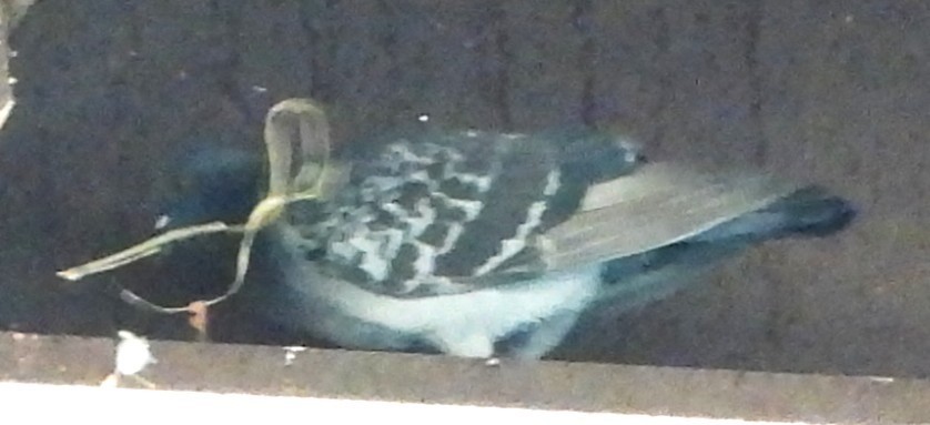 Rock Pigeon (Feral Pigeon) - ML640611651