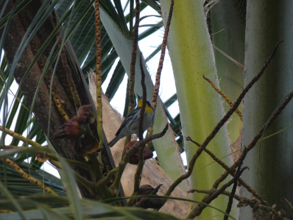 Yellow-throated Warbler - ML640611667