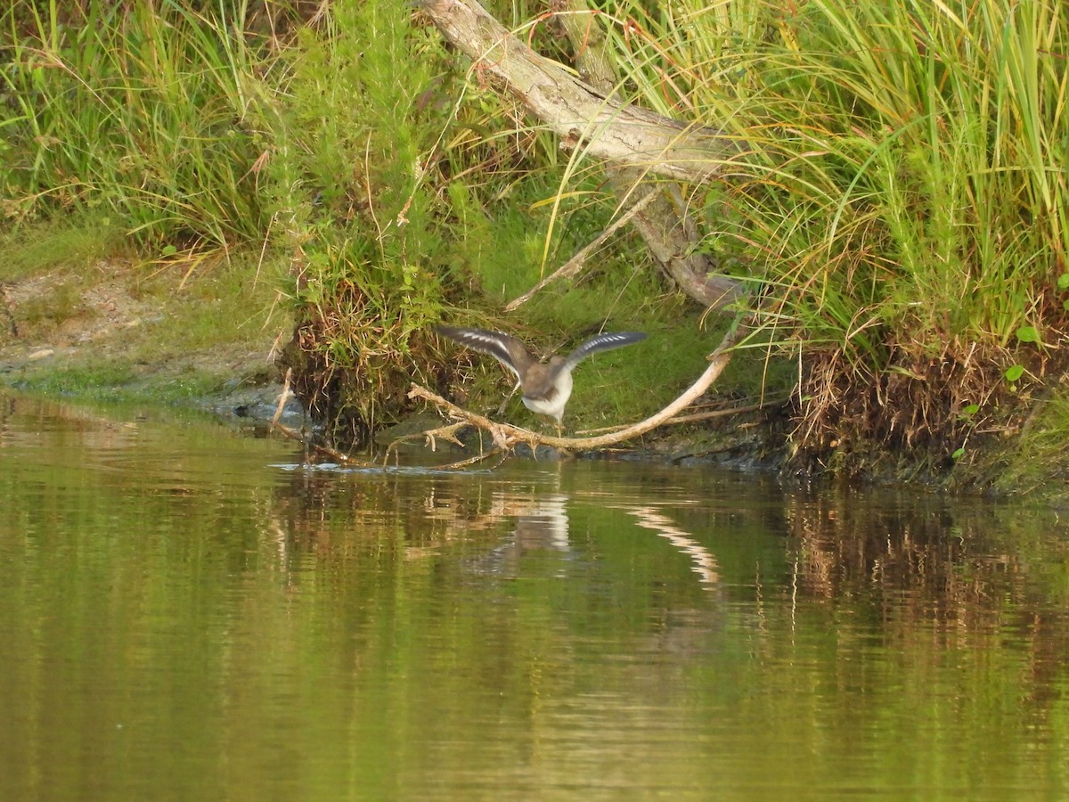 Spotted Sandpiper - ML640611672