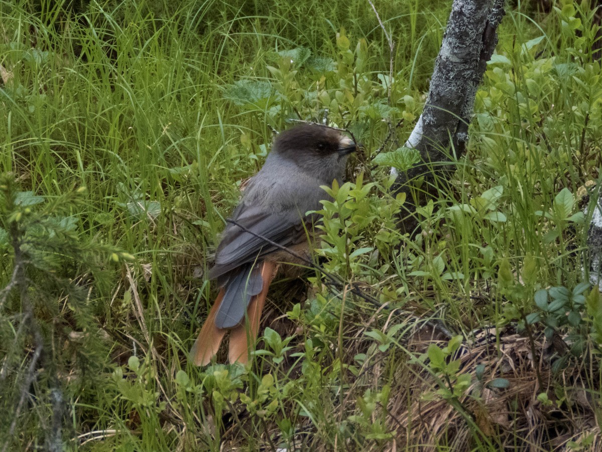 lavskrike - ML640611673