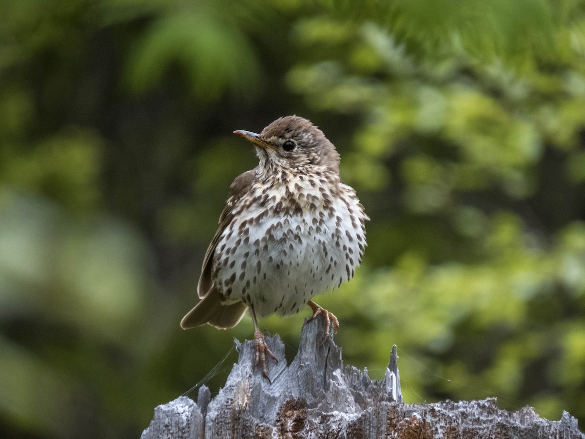 Song Thrush - ML640611682