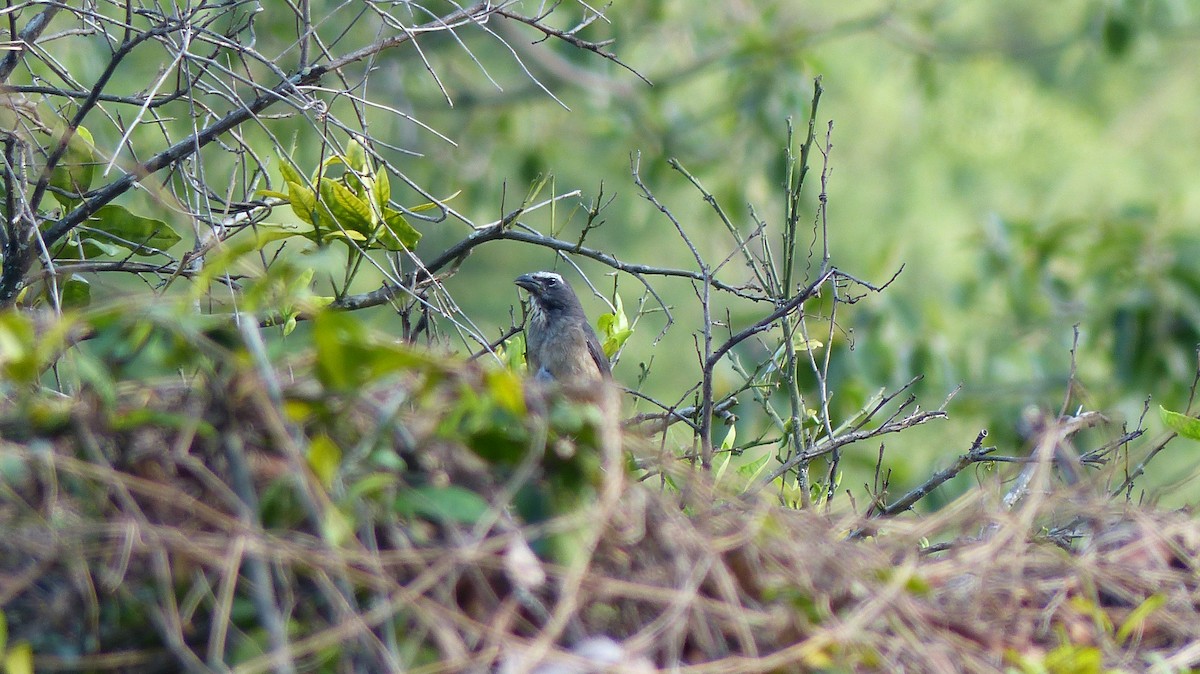 Cinnamon-bellied Saltator - ML640611710