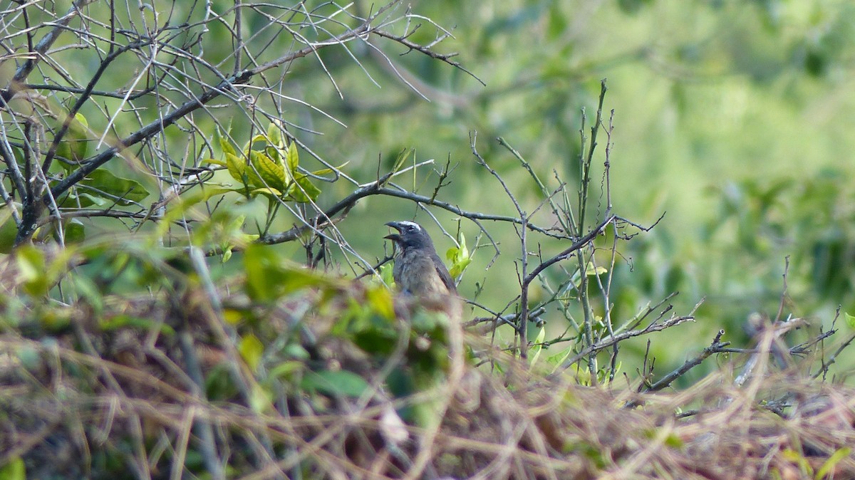 Cinnamon-bellied Saltator - ML640611711