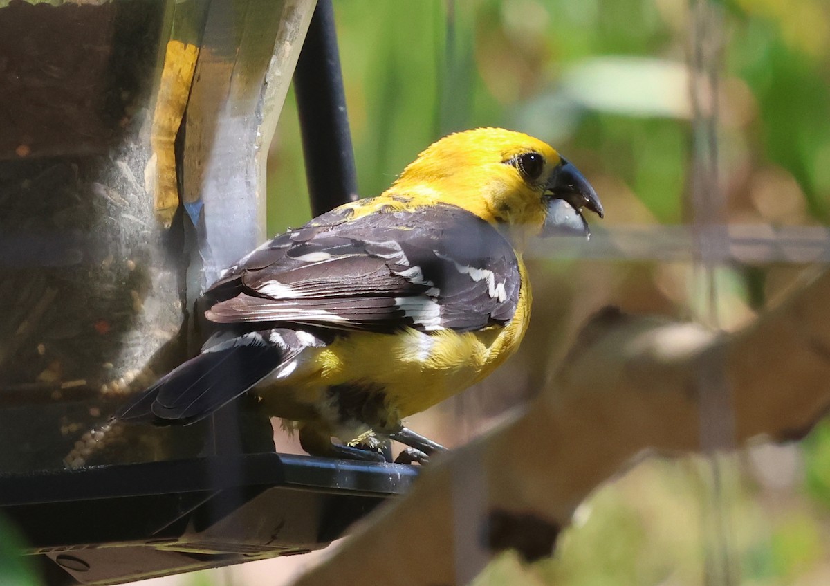 Yellow Grosbeak - ML640611751