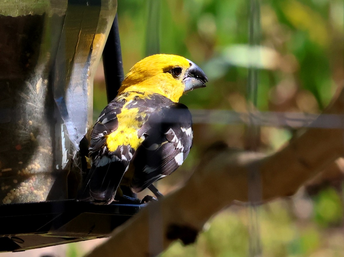 Yellow Grosbeak - ML640611752