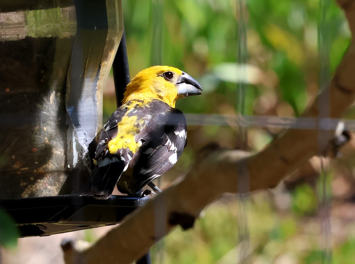Yellow Grosbeak - ML640611753