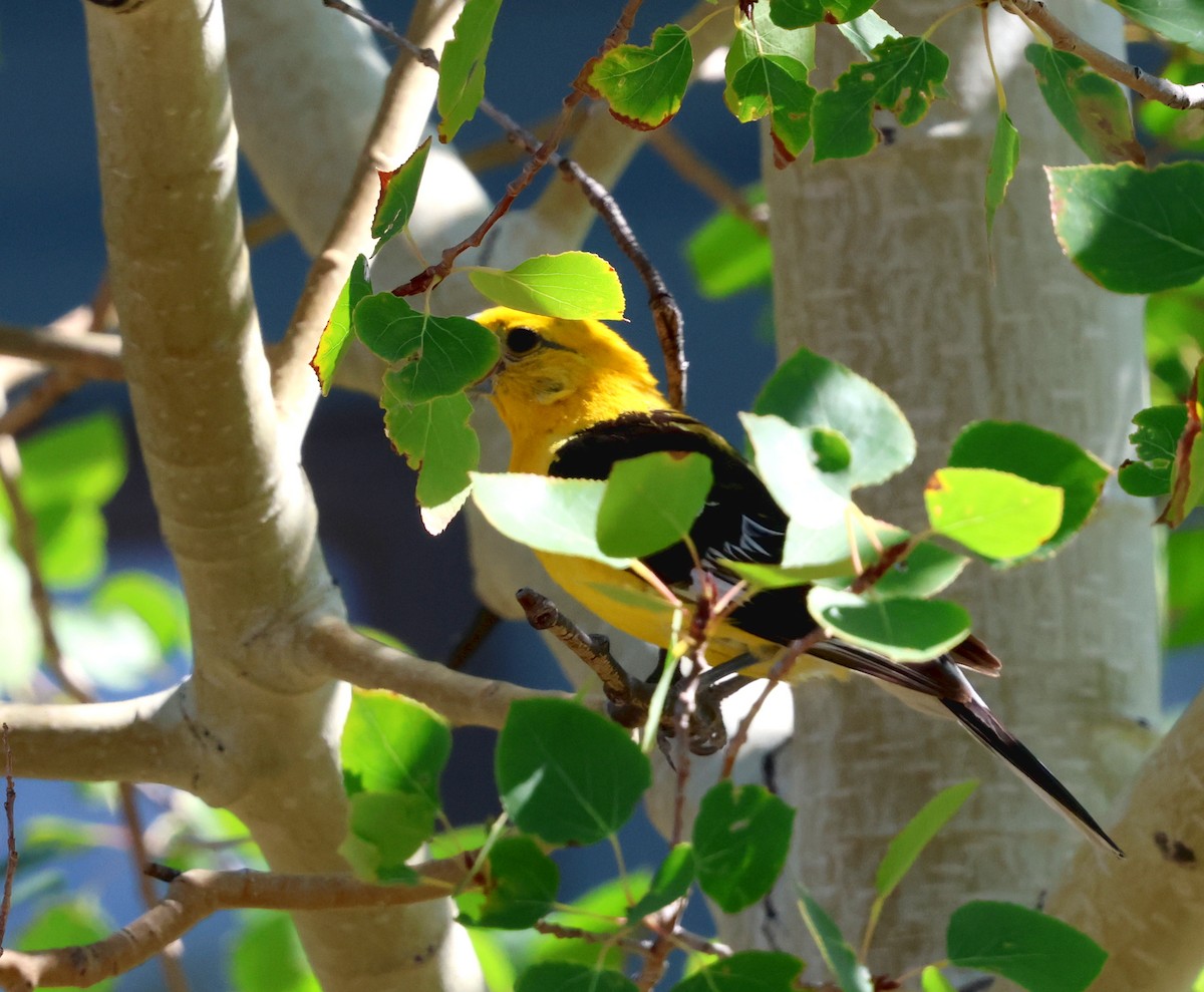 Yellow Grosbeak - ML640611754