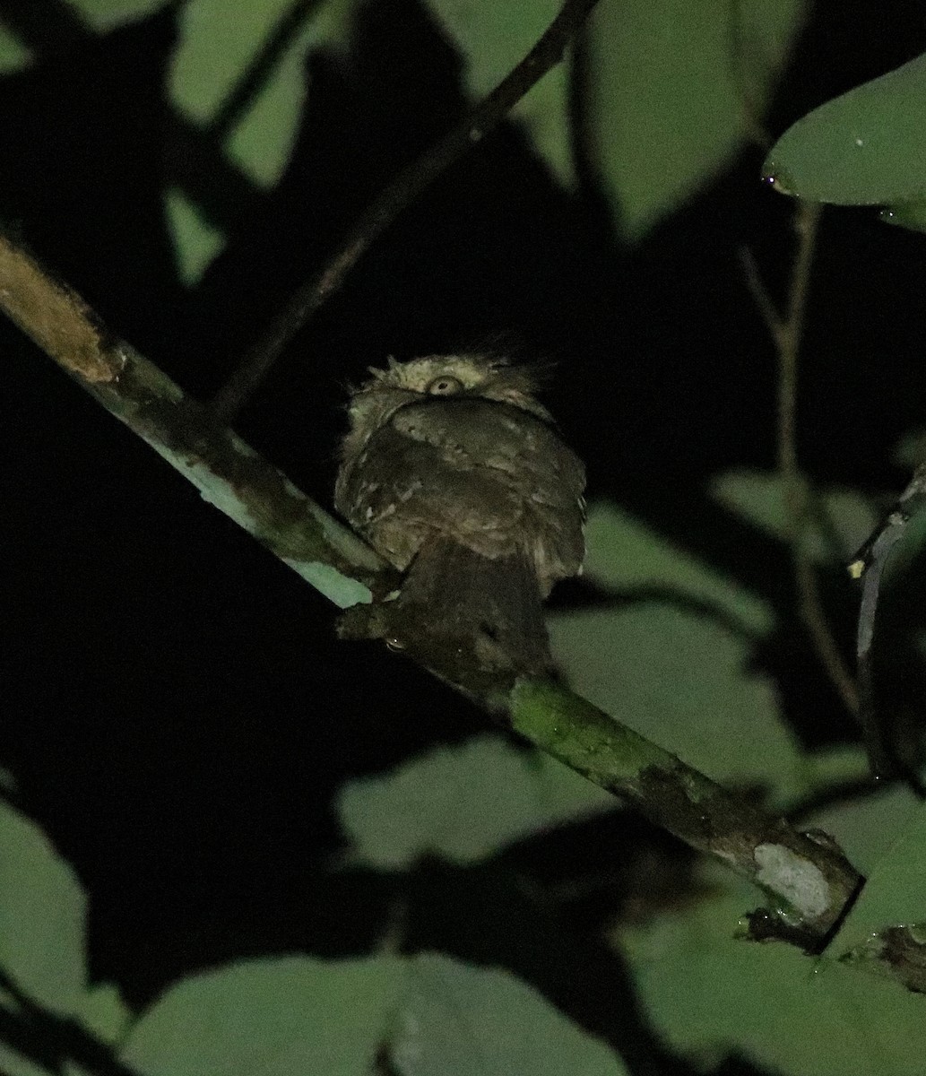 Sri Lanka Frogmouth - ML640611765