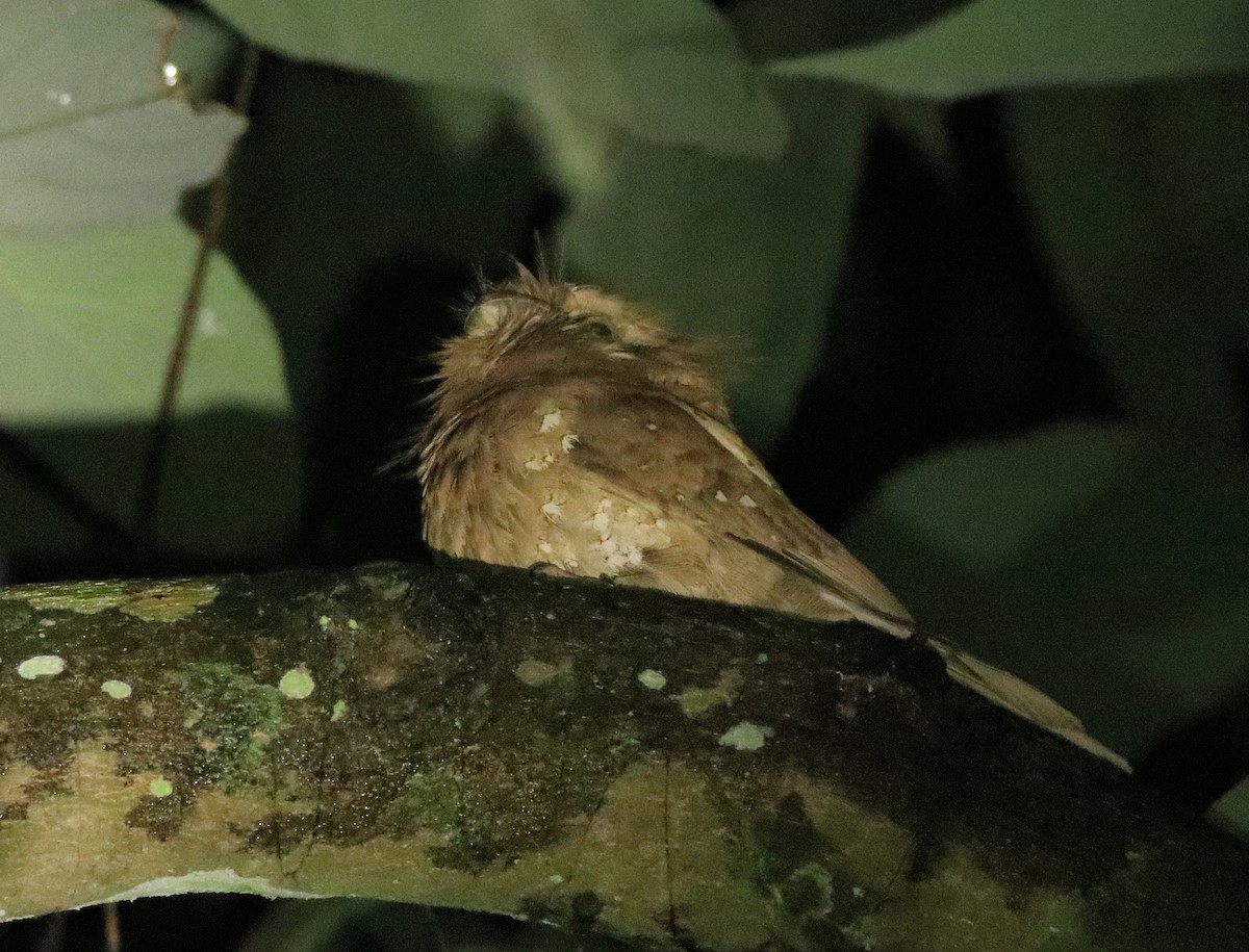 Sri Lanka Frogmouth - ML640611767