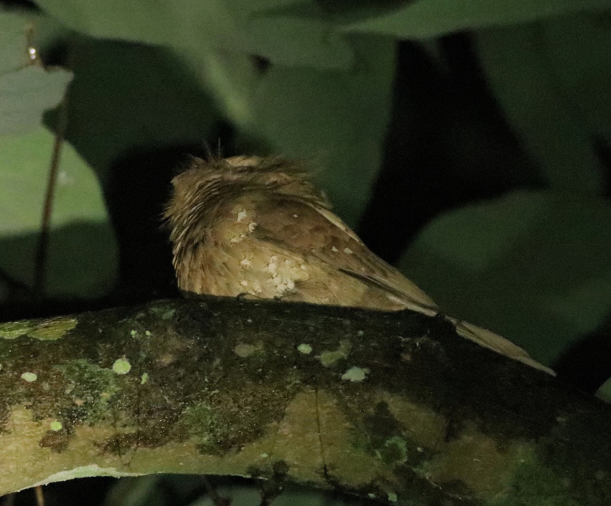 Sri Lanka Frogmouth - ML640611768
