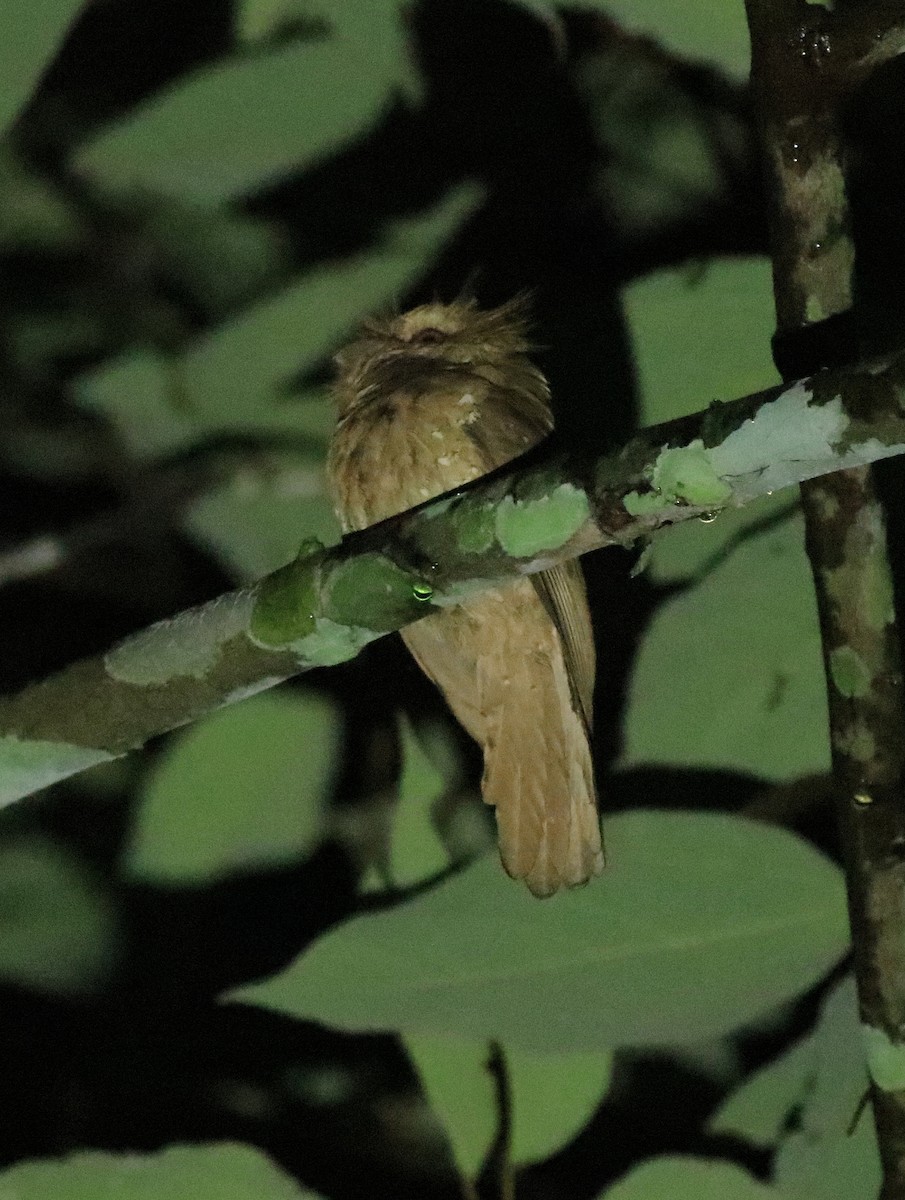 Sri Lanka Frogmouth - ML640611769