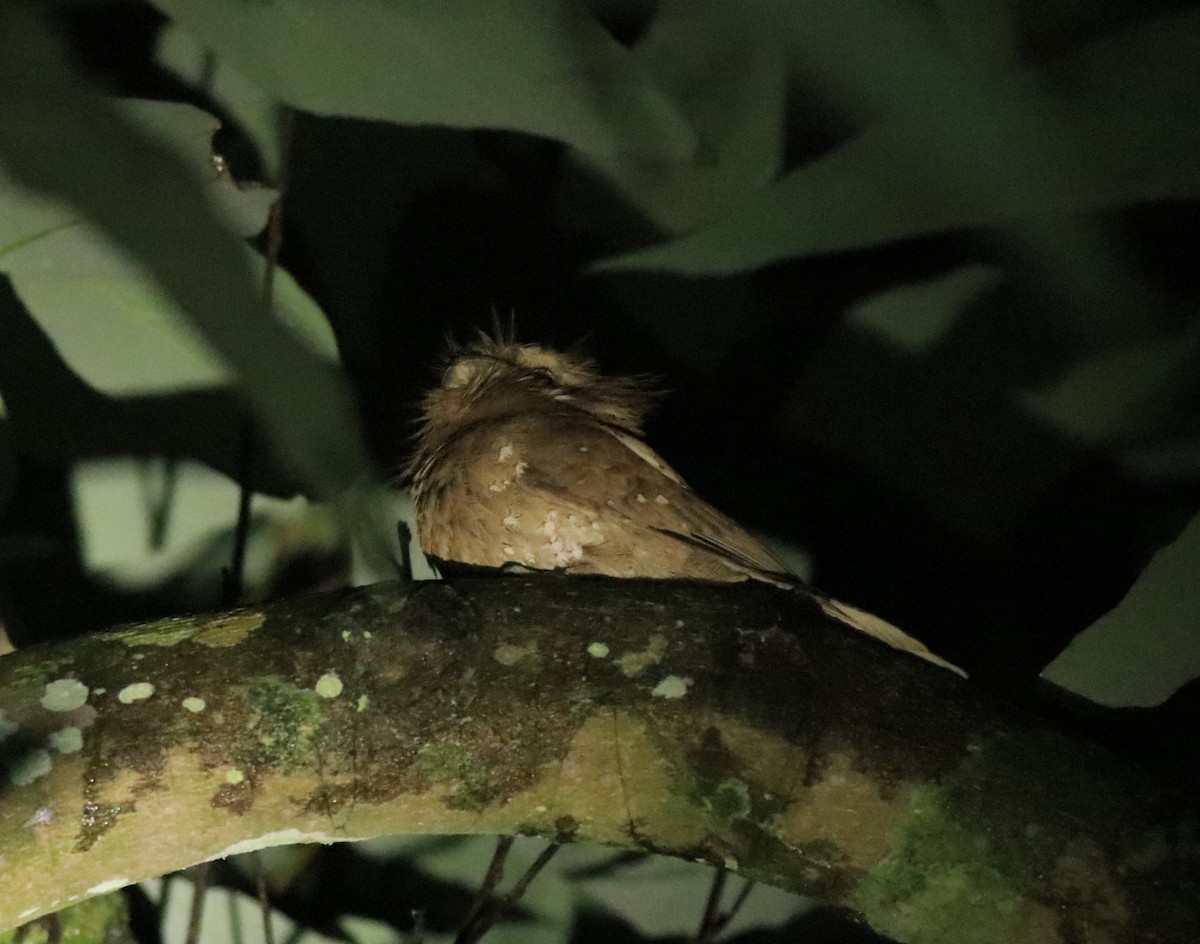 Sri Lanka Frogmouth - ML640611770