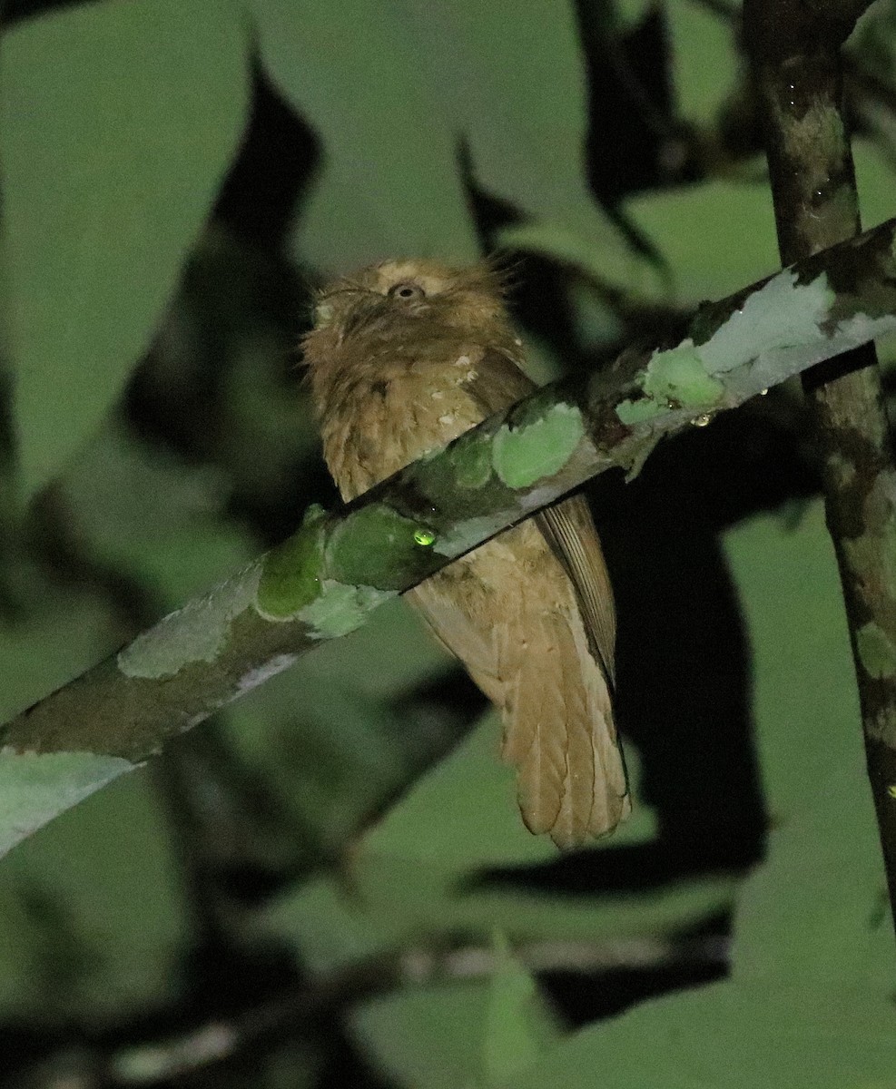 Sri Lanka Frogmouth - ML640611771