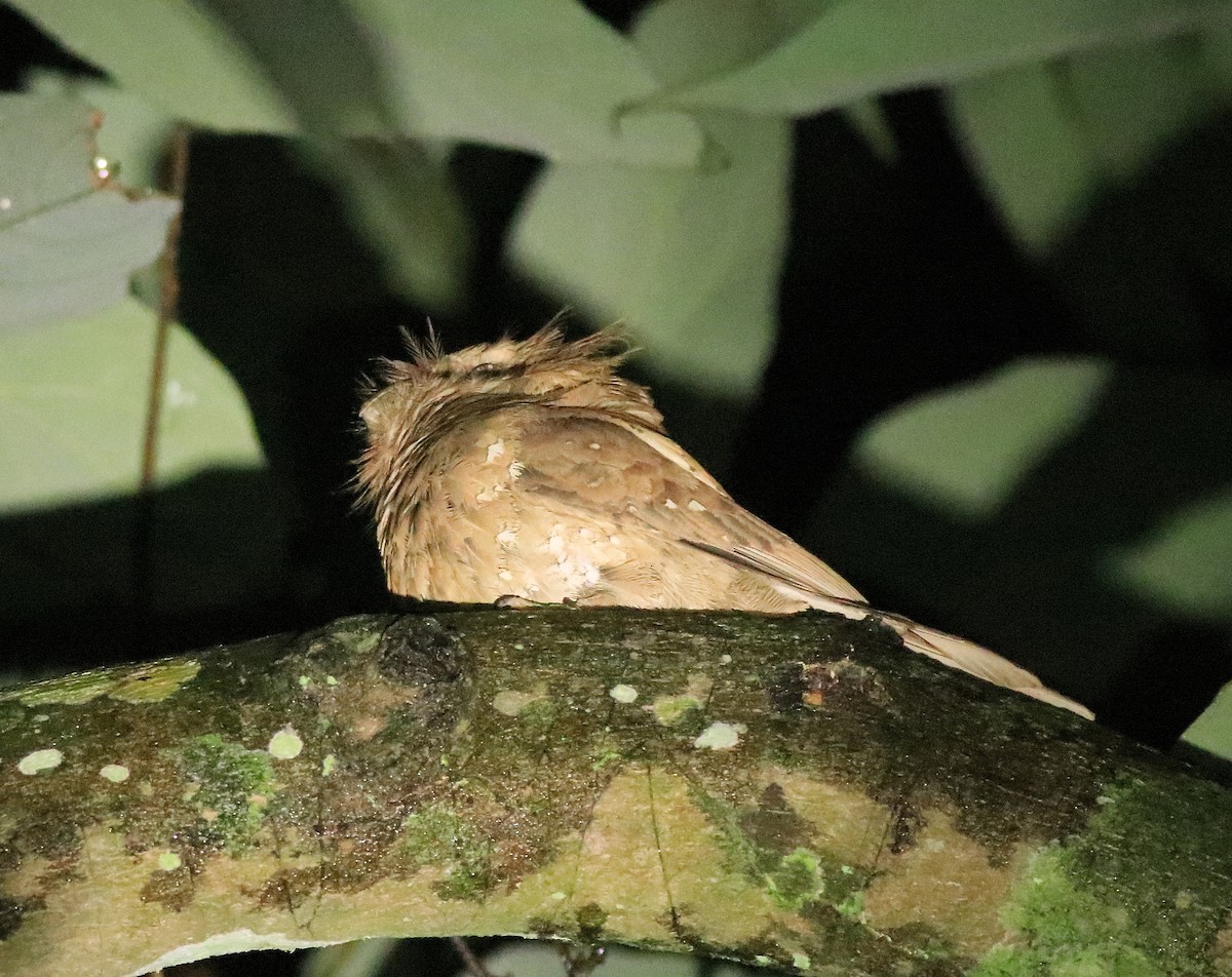 Sri Lanka Frogmouth - ML640611773