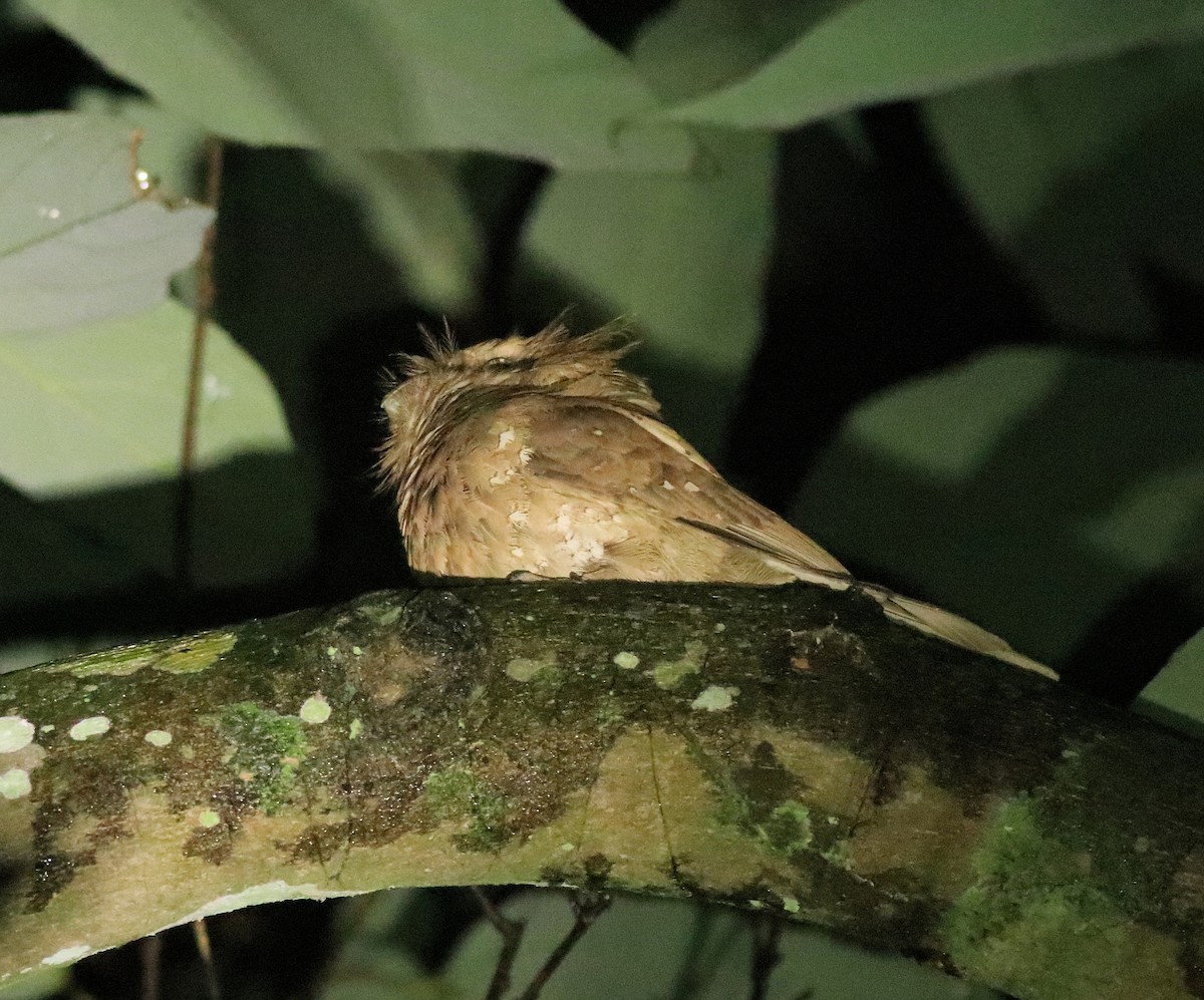 Sri Lanka Frogmouth - ML640611774