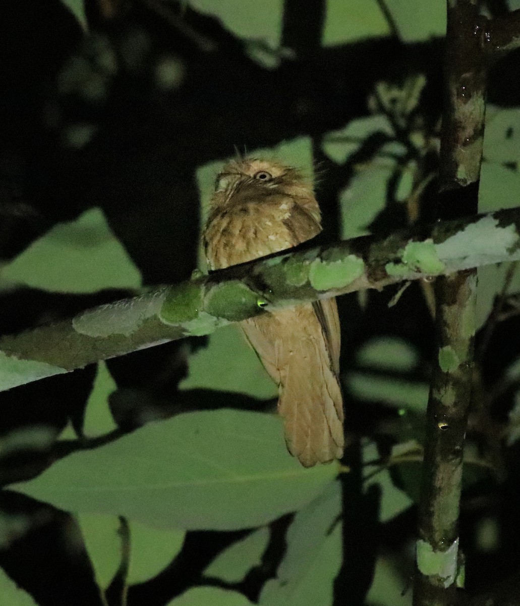 Sri Lanka Frogmouth - ML640611775
