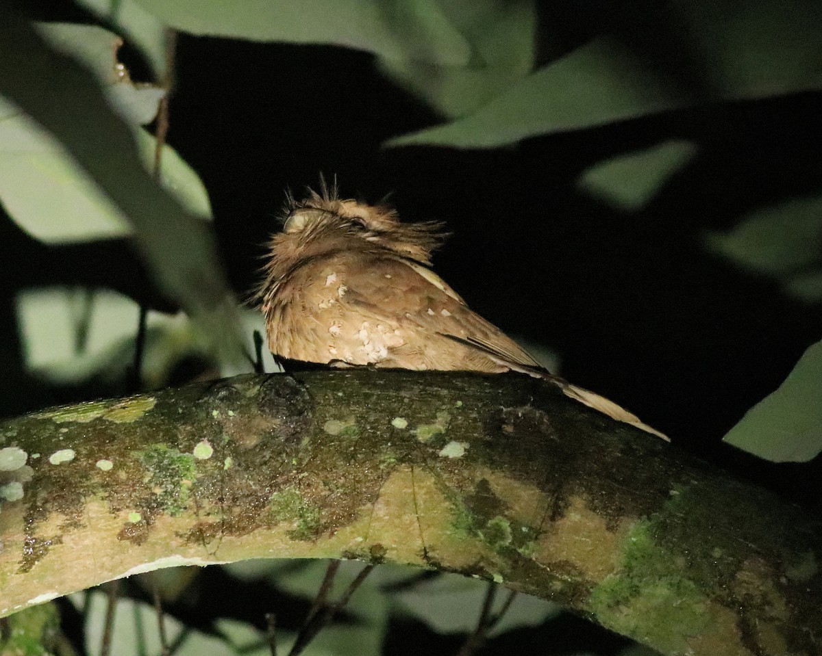 Sri Lanka Frogmouth - ML640611776