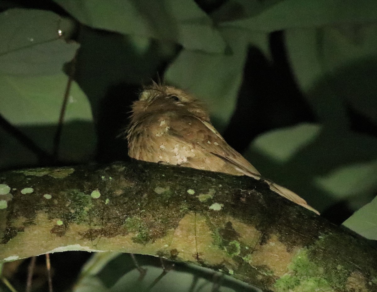 Sri Lanka Frogmouth - ML640611777