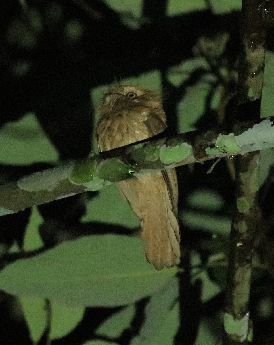 Sri Lanka Frogmouth - ML640611778