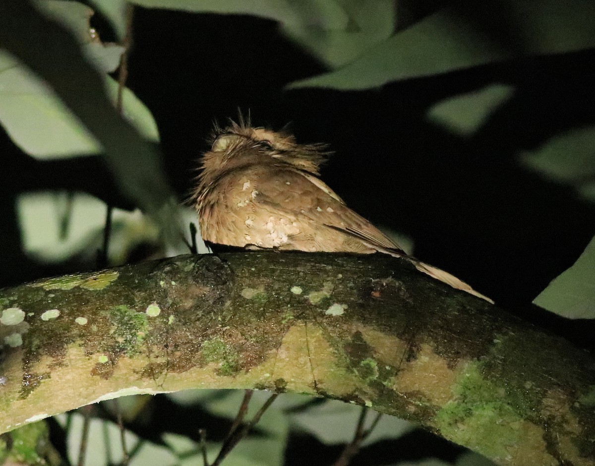 Sri Lanka Frogmouth - ML640611779