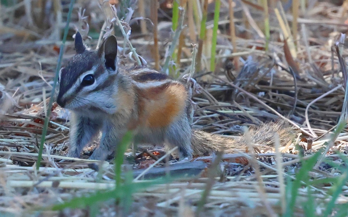 Animals - ML640611789