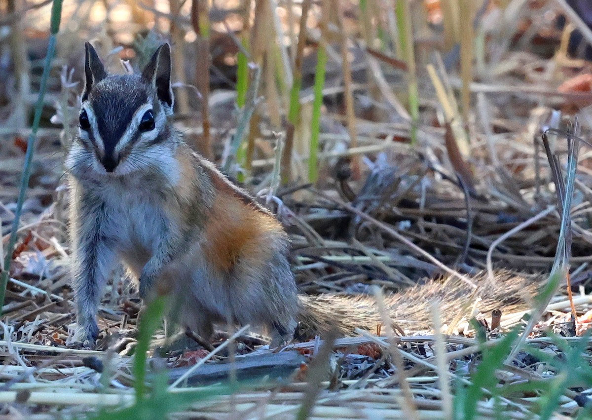 Animals - ML640611790