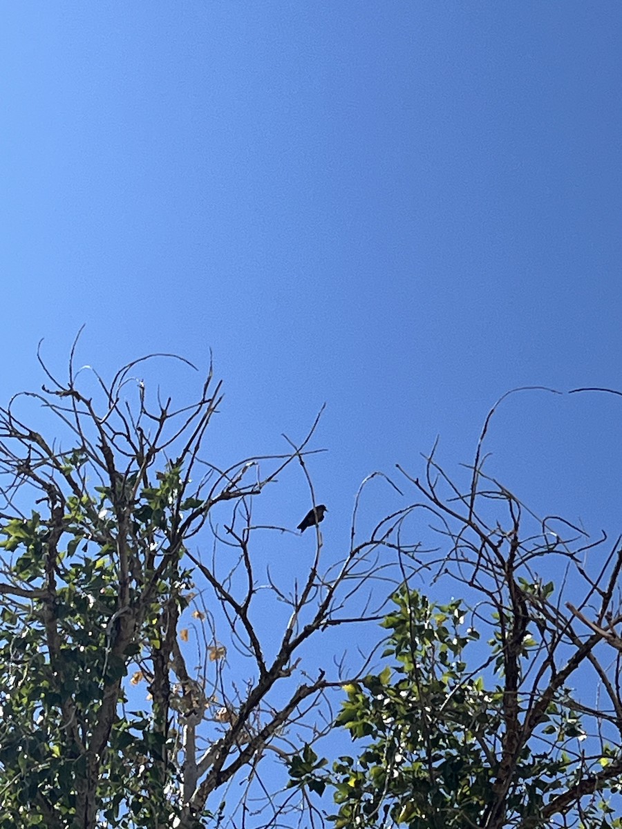 Lewis's Woodpecker - ML640611796