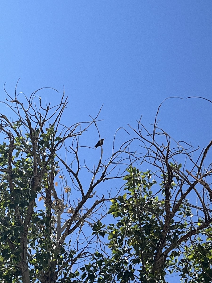 Lewis's Woodpecker - ML640611797