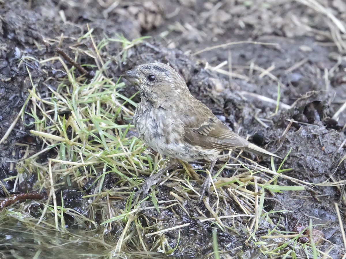 Purple/Cassin's Finch - ML640611885