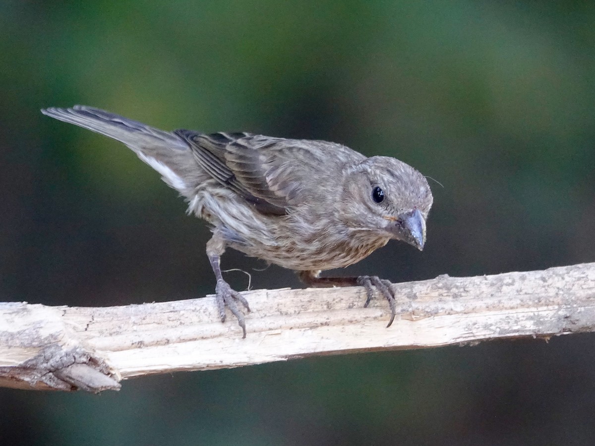 Purple/Cassin's Finch - ML640611940