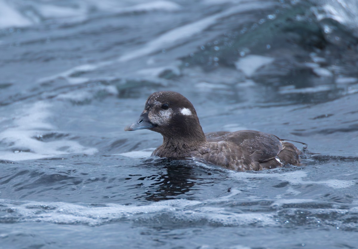 Harlequin Duck - ML640611979
