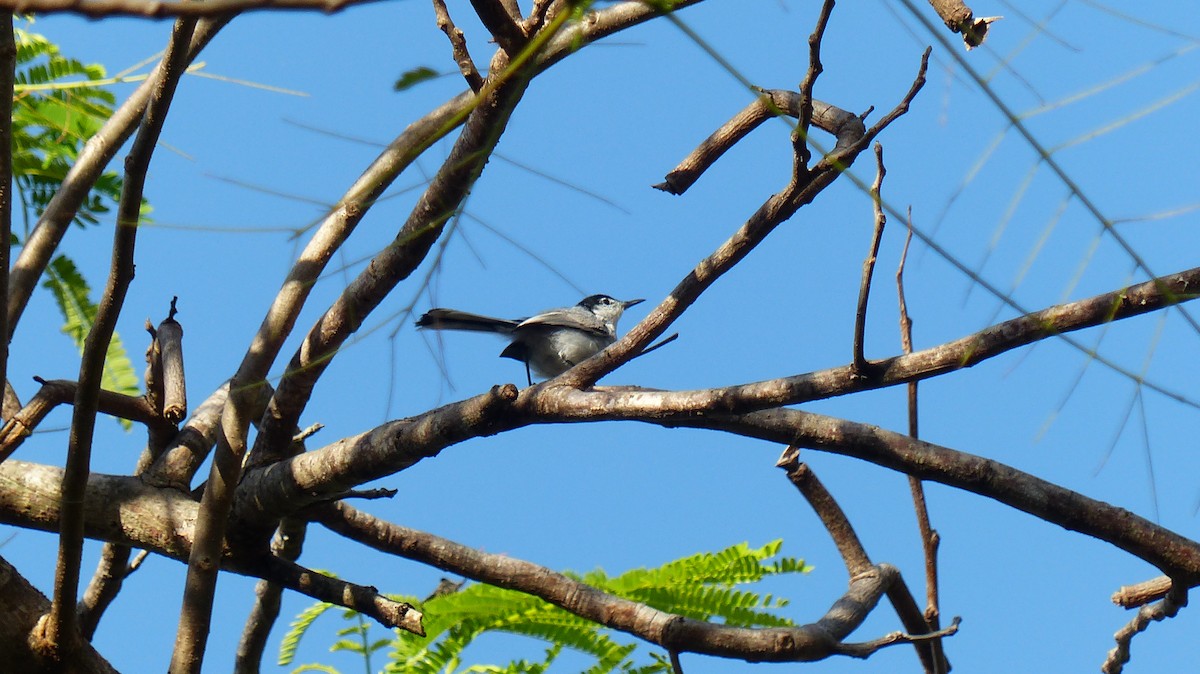 White-lored Gnatcatcher - ML640612123
