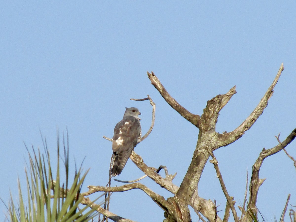 African Cuckoo-Hawk - ML640612157