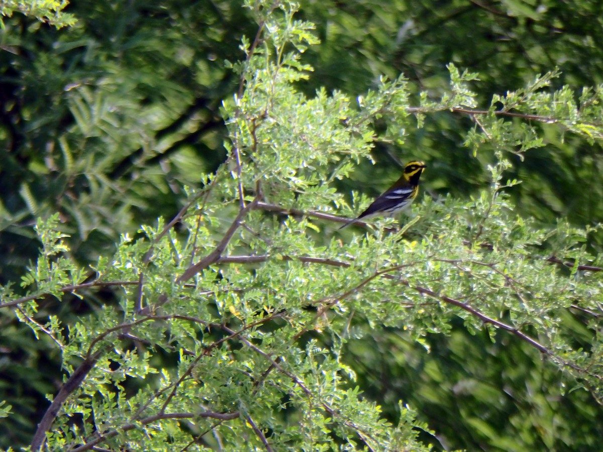 Townsend's Warbler - ML640612163
