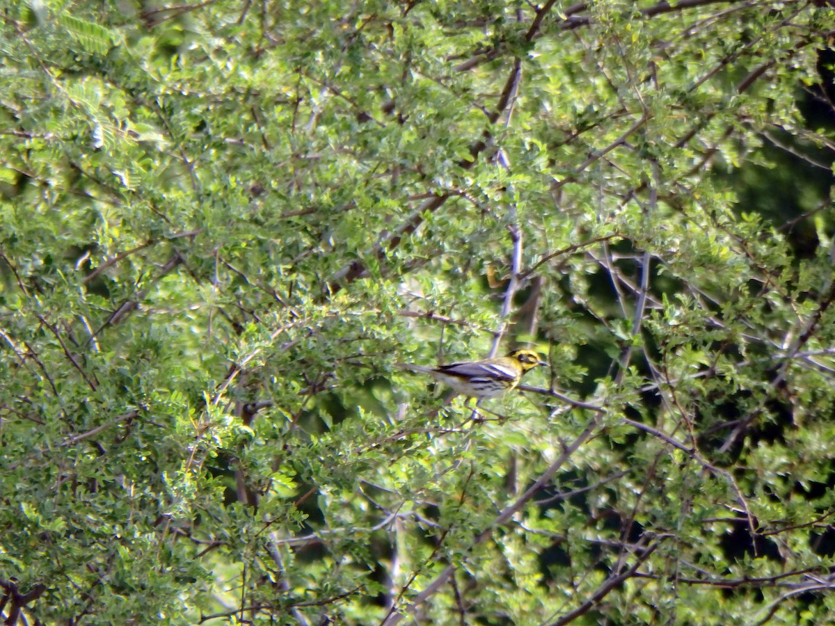Townsend's Warbler - ML640612164