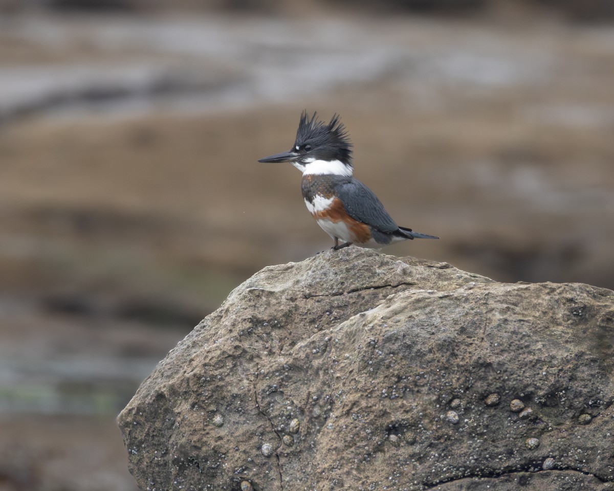 Belted Kingfisher - ML640612172